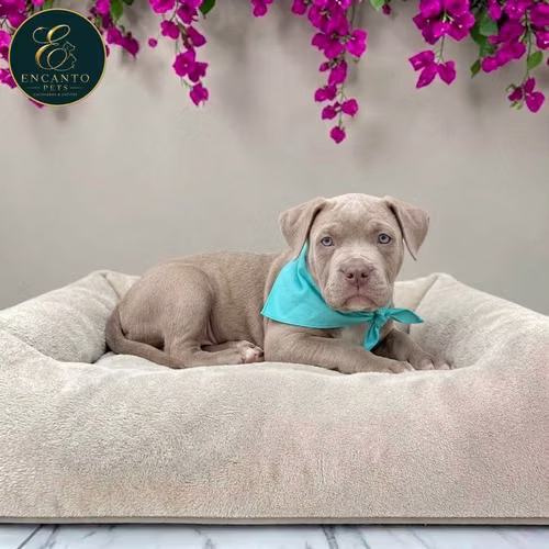 Cachorro AMERICAN STAFFORD disponible - Imagen 10