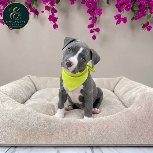 Cachorro AMERICAN STAFFORD disponible - Imagen 3