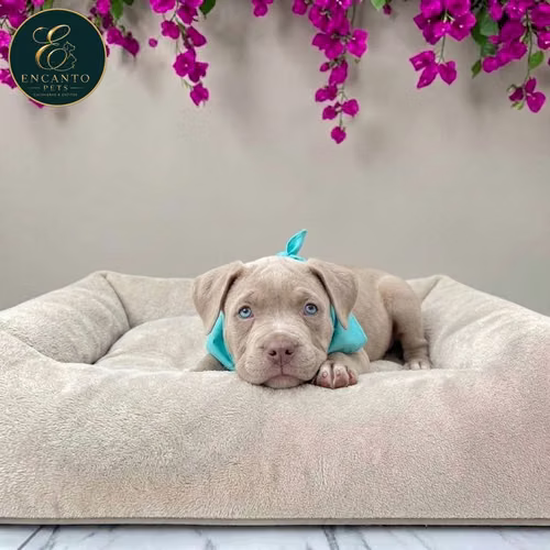 Cachorro AMERICAN STAFFORD disponible - Imagen 9