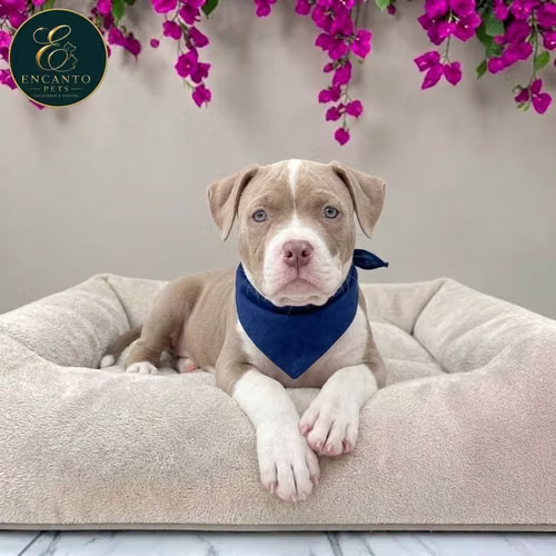 Cachorro AMERICAN STAFFORD disponible - Imagen 2