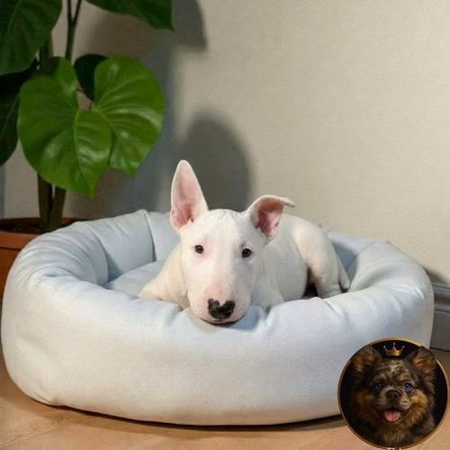 Cachorro Bull Terrier / Bull Terrier disponible - Imagen 3