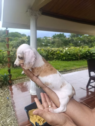 Hermosa cachorra Salchicha Pietball