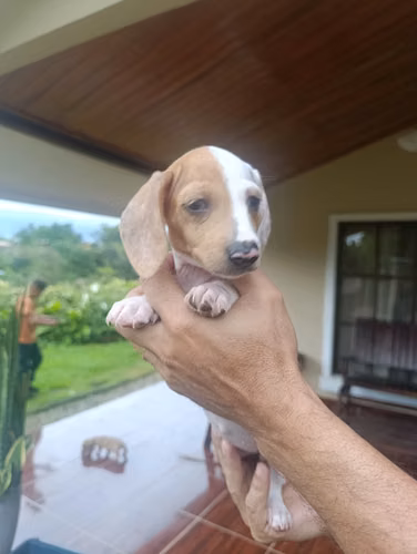 Hermosa cachorra Salchicha Pietball