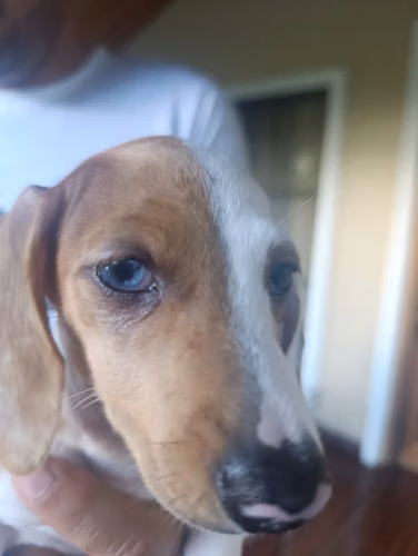 Hermosa cachorra Salchicha Pietball