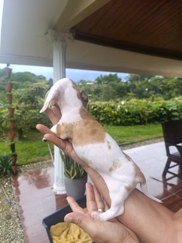 Hermosa cachorra Salchicha Pietball