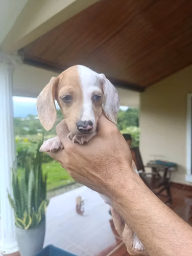 Hermosa cachorra Salchicha Pietball