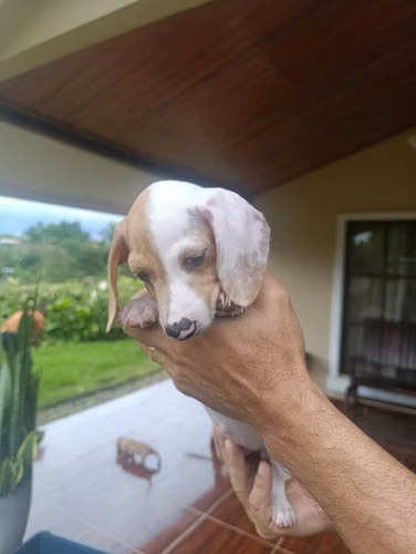 Hermosa cachorra Salchicha Pietball