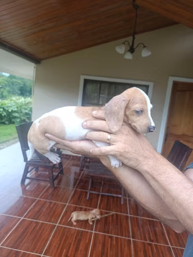 Hermosa cachorra Salchicha Pietball