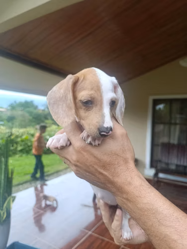 Hermosa cachorra Salchicha Pietball