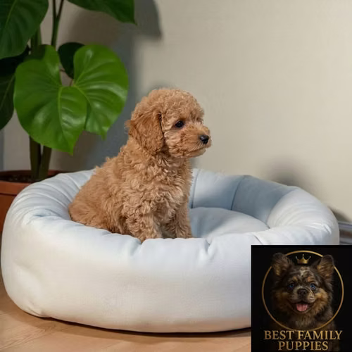 Cachorro FRENCH POODLE APRICOT MINIATURA disponible - Imagen 10