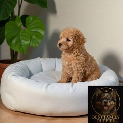 Cachorro FRENCH POODLE APRICOT MINIATURA disponible - Imagen 4
