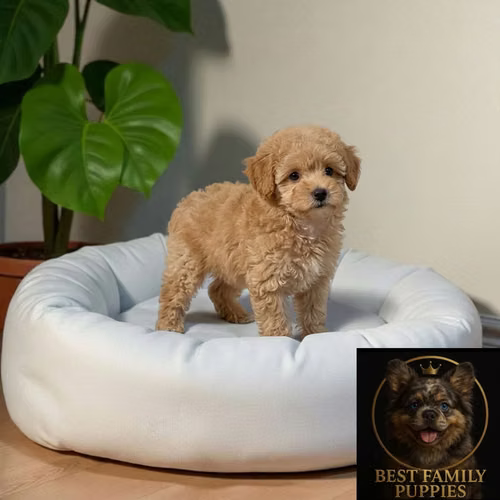 Cachorro FRENCH POODLE APRICOT MINIATURA disponible - Imagen 5