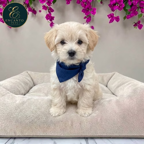 Cachorro MALTIPOO disponible - Imagen 10