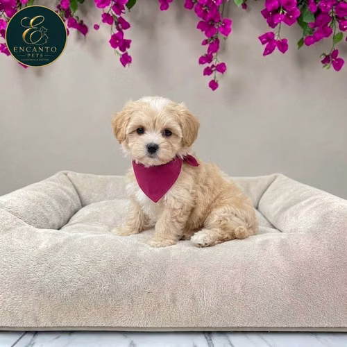 Cachorro MALTIPOO disponible - Imagen 3