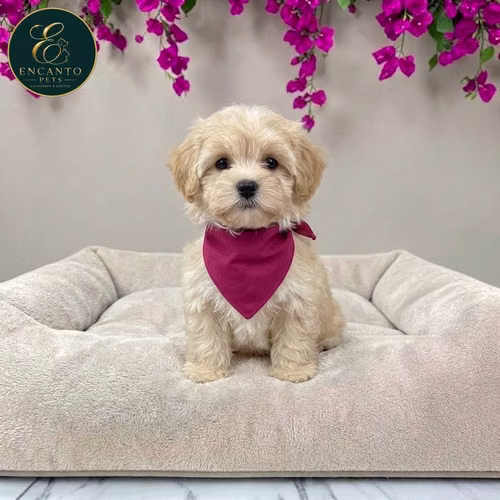 Cachorro MALTIPOO disponible - Imagen 4