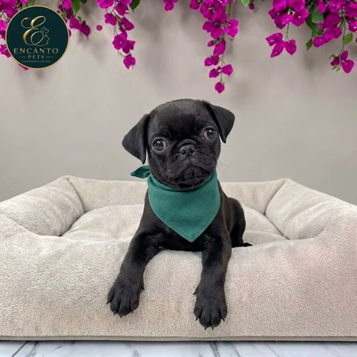 Cachorro PUG disponible - Imagen 7