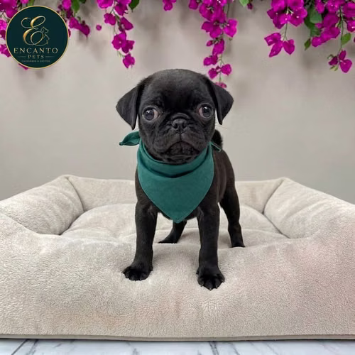 Cachorro PUG disponible - Imagen 8