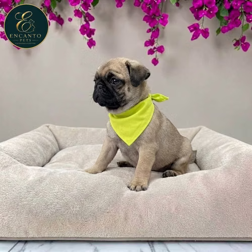 Cachorro PUG disponible