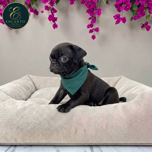 Cachorro PUG disponible - Imagen 5