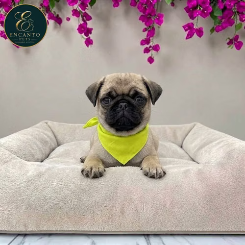 Cachorro PUG disponible - Imagen 2