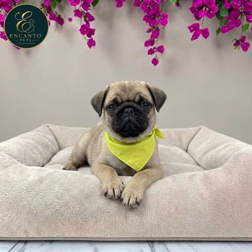 Cachorro PUG disponible - Imagen 4