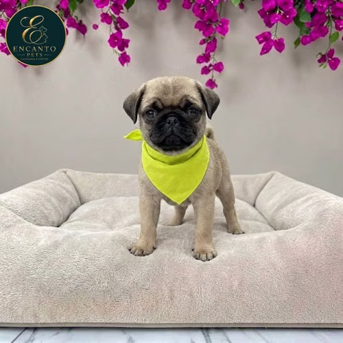 Cachorro PUG disponible - Imagen 3