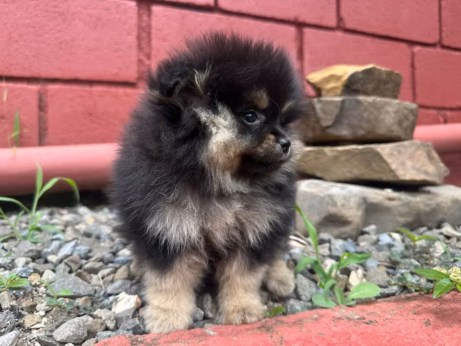 Pomeranian mini cachorro hembra pura pomerania