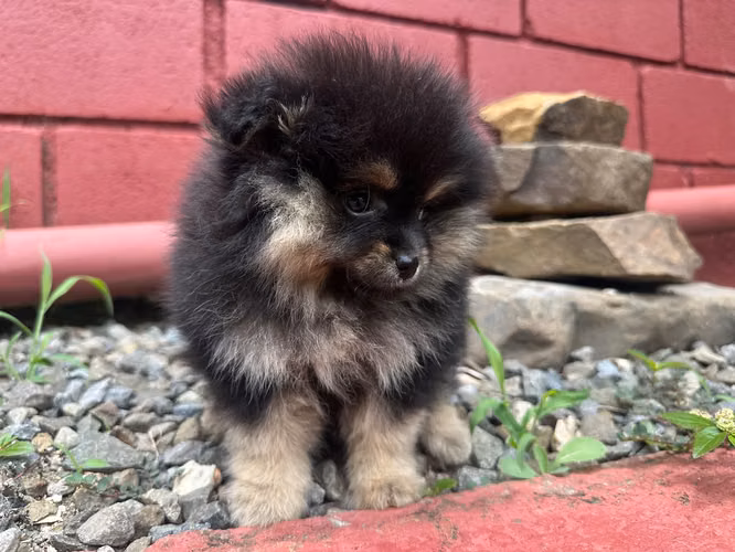 Pomeranian mini cachorro hembra pura pomerania - Imagen 2