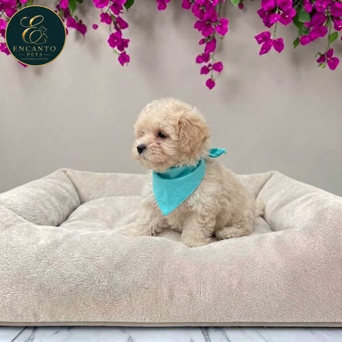 Cachorro BICHON HABANERO disponible - Imagen 6