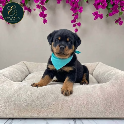 Cachorro ROTTWEILER LINEA AMERICANA disponible - Imagen 4