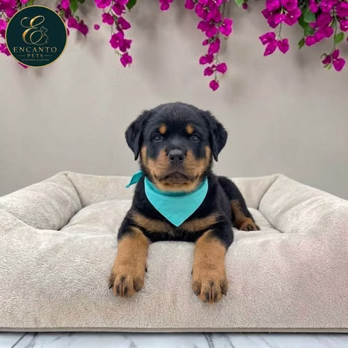Cachorro ROTTWEILER LINEA AMERICANA disponible - Imagen 6