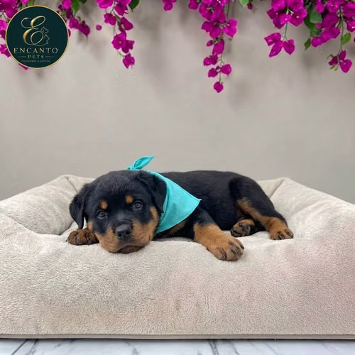 Cachorro ROTTWEILER LINEA AMERICANA disponible - Imagen 3