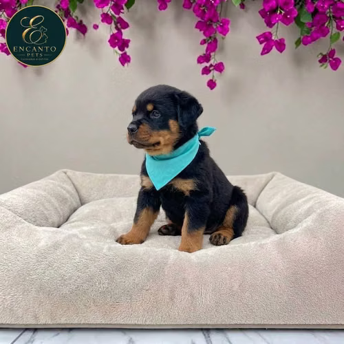 Cachorro ROTTWEILER LINEA AMERICANA disponible - Imagen 2