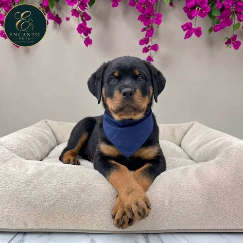 Cachorro ROTTWEILER LINEA AMERICANA disponible