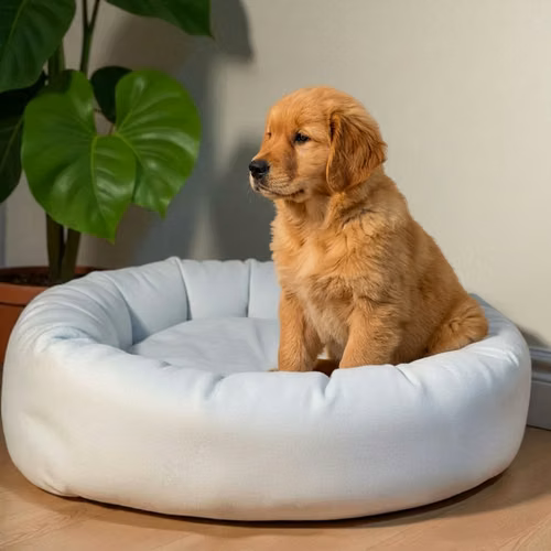 Cachorro GOLDEN RETRIEVER LINEA BRITANICA disponible - Imagen 10