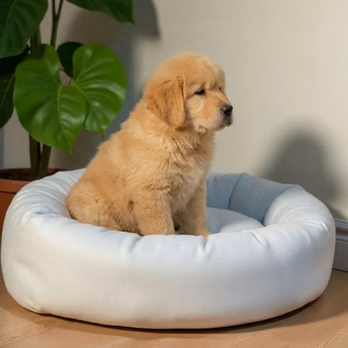 Cachorro GOLDEN RETRIEVER LINEA BRITANICA disponible - Imagen 3