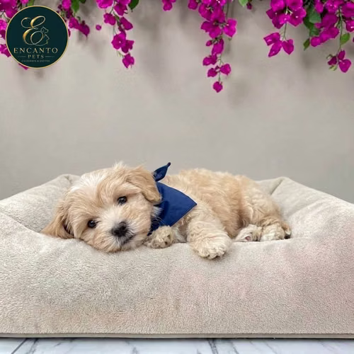 Cachorro Pequinés Maltés / Pekingese Maltese Mix disponible - Imagen 7