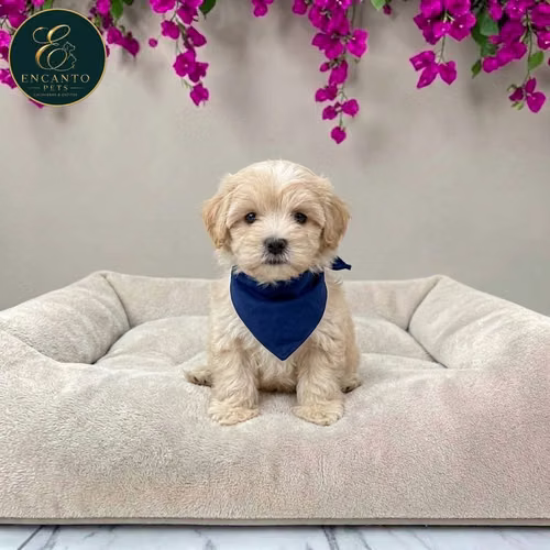 Cachorro Pequinés Maltés / Pekingese Maltese Mix disponible - Imagen 9