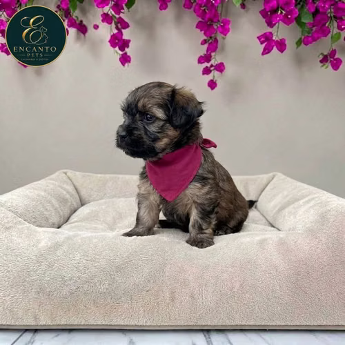 Cachorro Pequinés Maltés / Pekingese Maltese Mix disponible - Imagen 4
