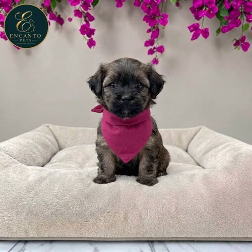 Cachorro Pequinés Maltés / Pekingese Maltese Mix disponible - Imagen 3