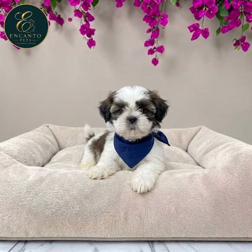 Cachorro SHIH TZU disponible - Imagen 4
