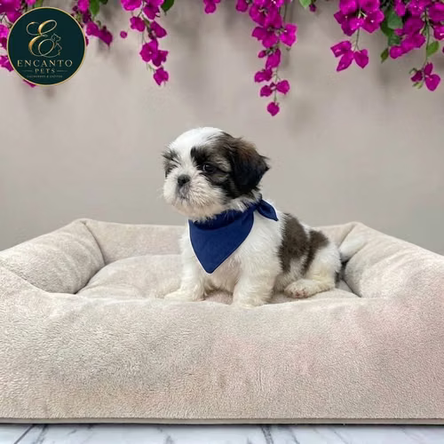 Cachorro SHIH TZU disponible