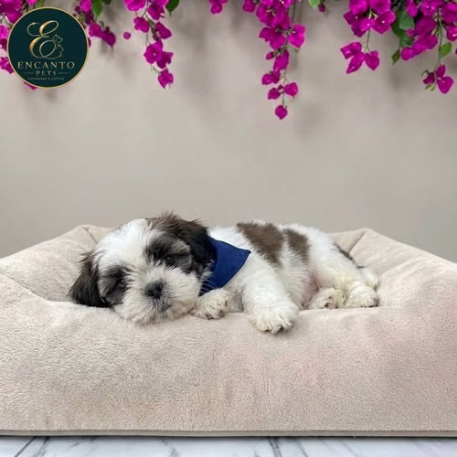 Cachorro SHIH TZU disponible - Imagen 2