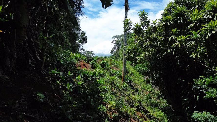 VENTA DE LOTE, CON VISTA, LA CIMA DE SAN RAMÓN, ALAJUELA - Imagen 10