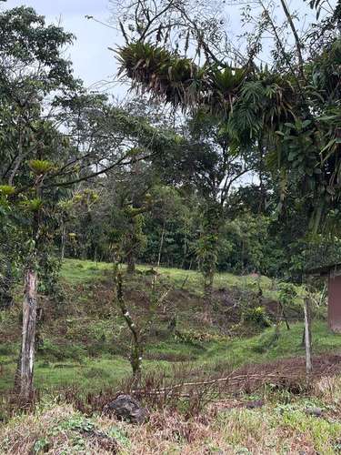 Venta de Finca con Casa, La Alegría, Siquirres.  6151 - Imagen 4