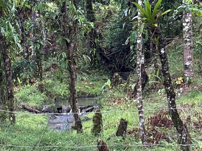 Venta de Finca con Casa, La Alegría, Siquirres.  6151 - Imagen 7