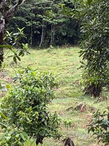 Venta de Finca con Casa, La Alegría, Siquirres.  6151 - Imagen 2
