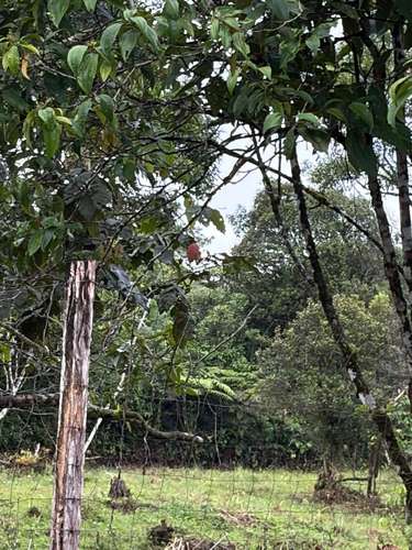 Venta de Finca con Casa, La Alegría, Siquirres.  6151 - Imagen 3