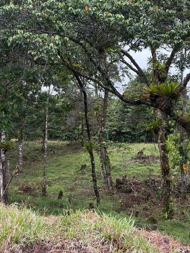 Venta de Finca con Casa, La Alegría, Siquirres.  6151 - Imagen 5