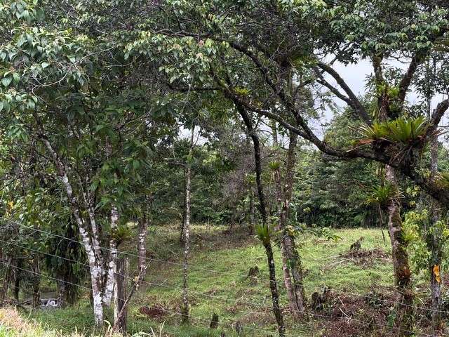 Venta de Finca con Casa, La Alegría, Siquirres.  6151 - Imagen 6